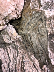 Linepithema humile