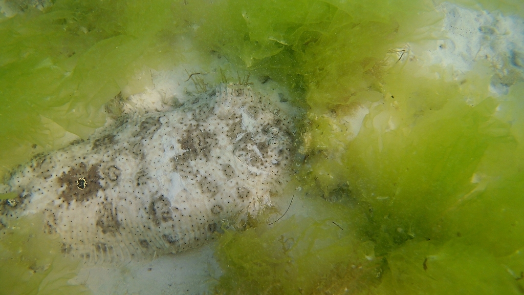 Finless sole (Pardachirus marmoratus) — Soleidae