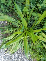 Plantago lanceolata
