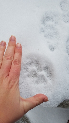 Bobcat photographed in South Dakota