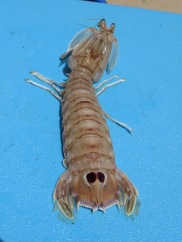 Mantis shrimp