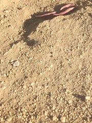 Diptera