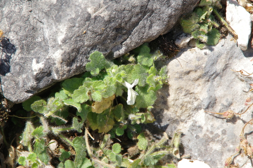 Stachys corsica, photograph 2