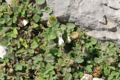 (c) Eric Knight, some rights reserved (CC BY) Stachys corsica, photograph (c) Eric Knight, some rights reserved (CC BY)