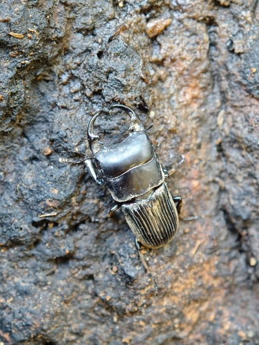Aegus melli