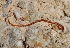Bothriogaster signata