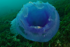 Cepheidae