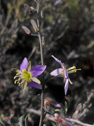 Horny Sunspurge (Heliophila cornuta)