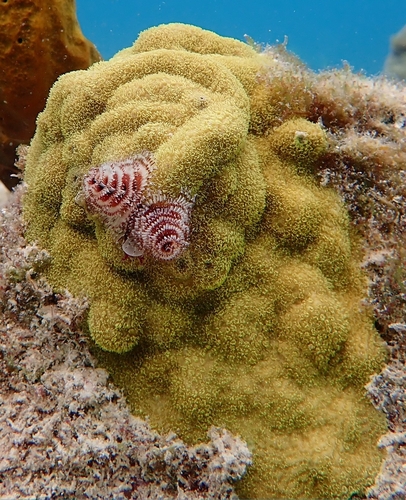 Mustard Hill Coral, photo 7 of 10