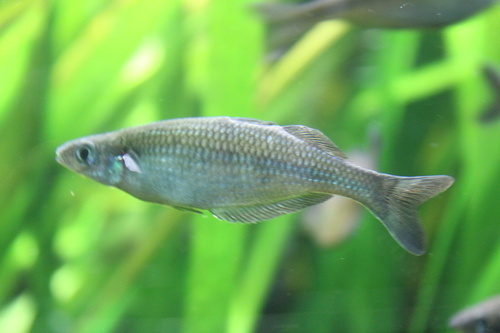 Sentani rainbowfish (Chilatherina sentaniensis) — Melanotaeniidae