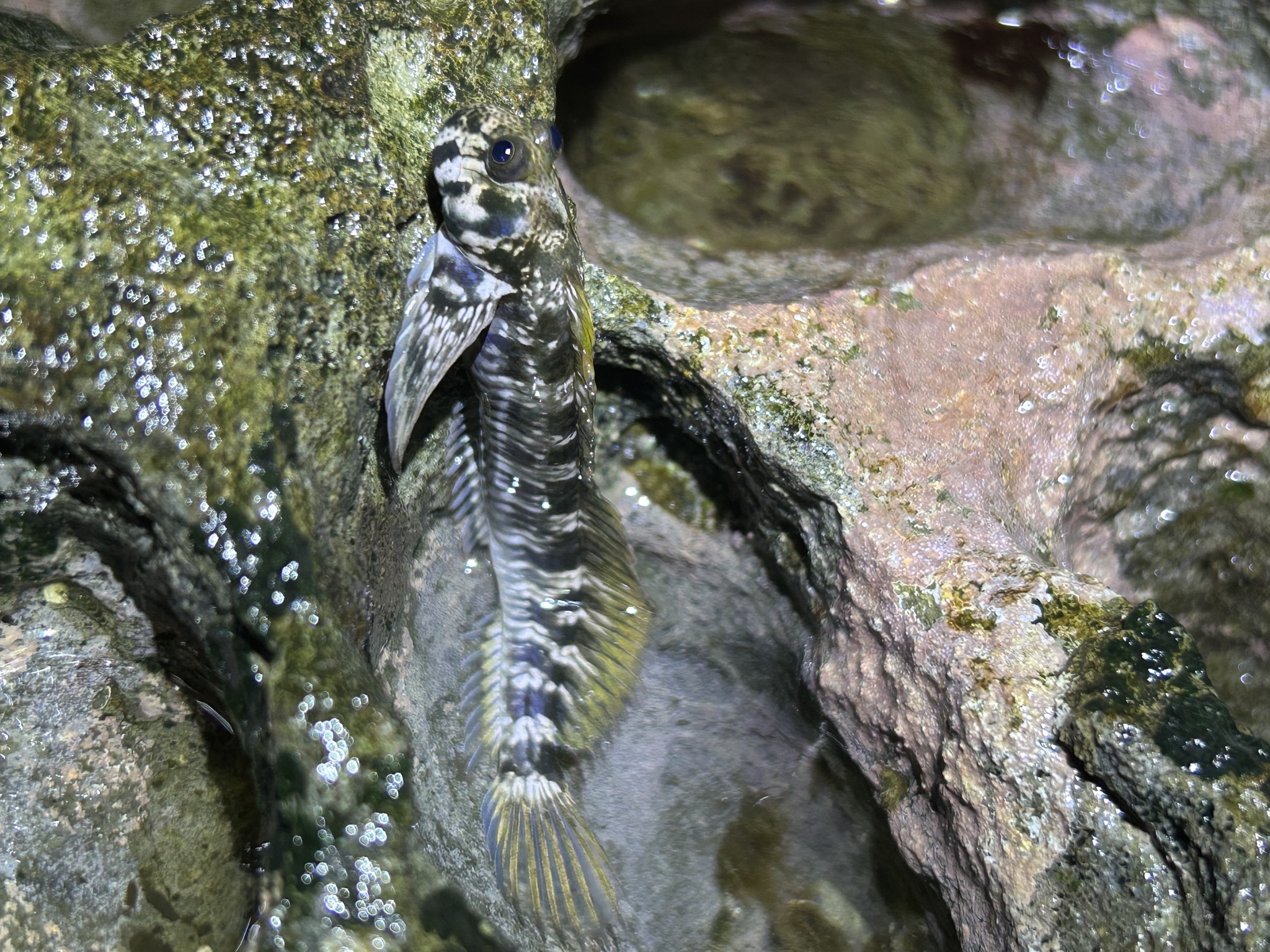 Montano's Rockskipper photo 5