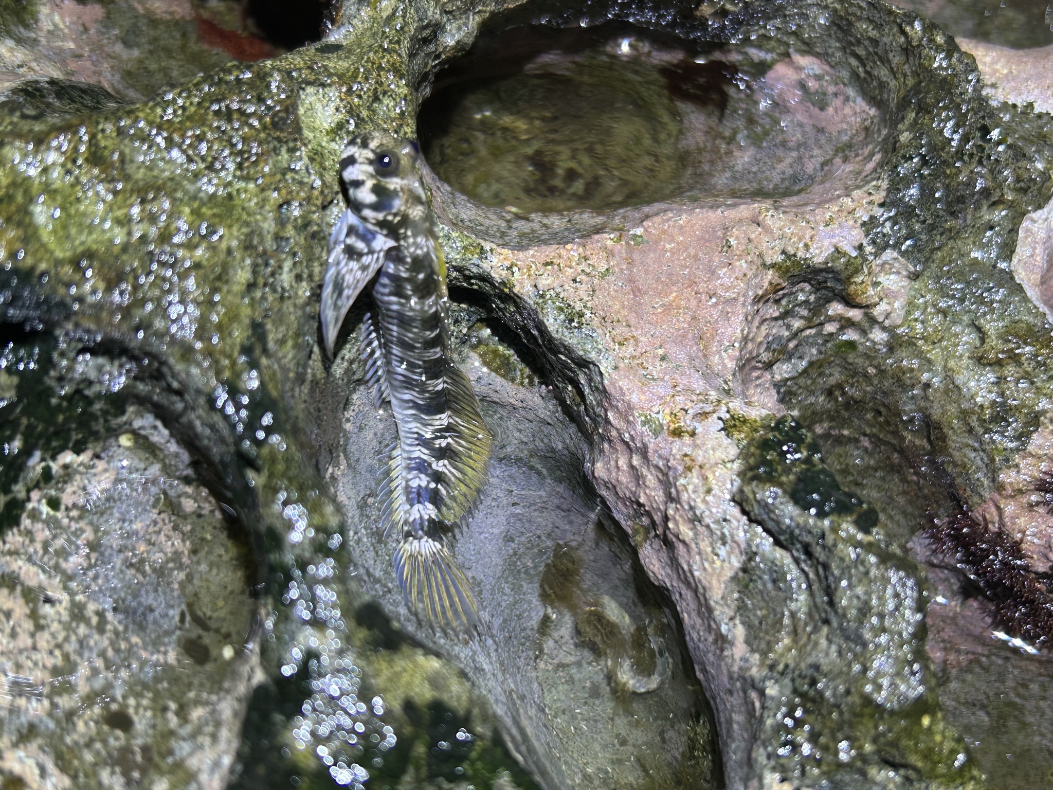 Montano's Rockskipper photo 6