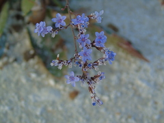 Limonium brevipetiolatum