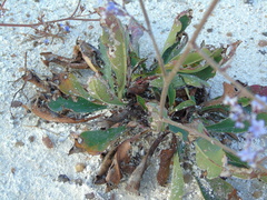 Limonium brevipetiolatum