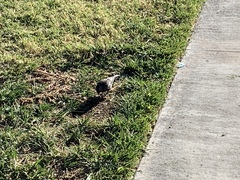 Passer domesticus