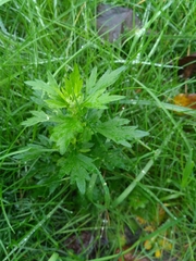 Artemisia vulgaris