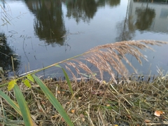 Phragmites australis