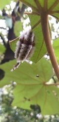 Megalopyge defoliata
