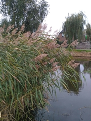 Phragmites australis