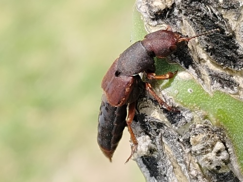 Platydracus castaneus