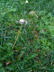 Taraxacum