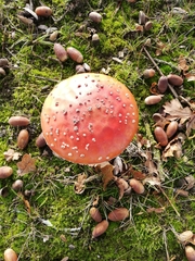 Amanita muscaria