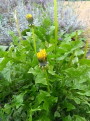 Taraxacum
