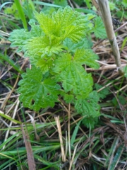 Urtica dioica