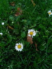 Bellis perennis