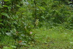 Habenaria commelinifolia
