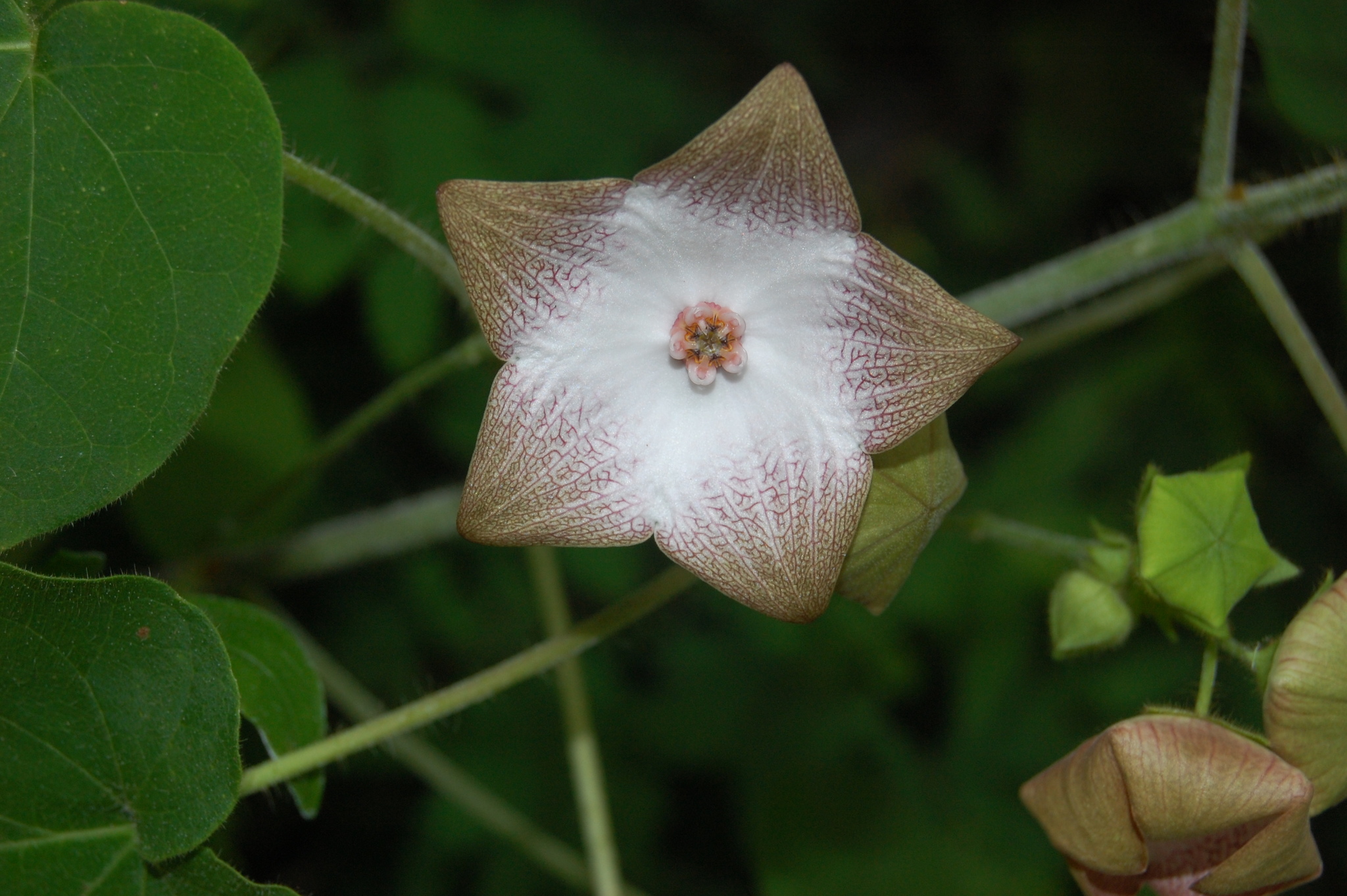 Polystemma guatemalense