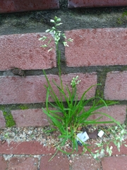 Poa annua
