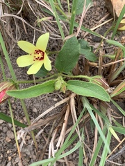 Hibiscus aethiopicus ovatus