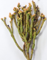 Thesium pseudovirgatum