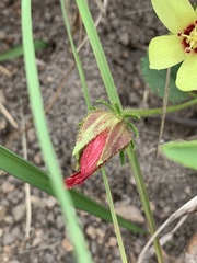 Hibiscus aethiopicus ovatus