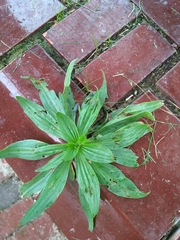 Plantago lanceolata