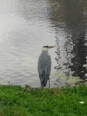 Ardea cinerea