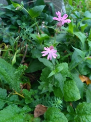 Silene dioica