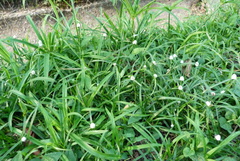 Image of Cyperus mindorensis