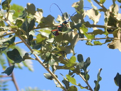 Plinthocoelium suaveolens