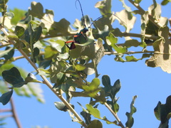 Plinthocoelium suaveolens