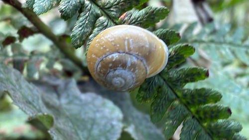 Cepaea hortensis