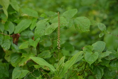 Peristylus plantagineus