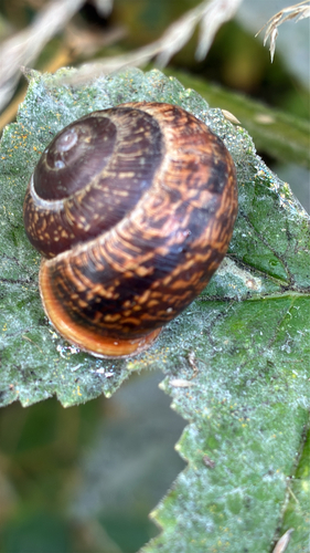 Arianta arbustorum arbustorum