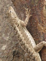 Microlophus occipitalis