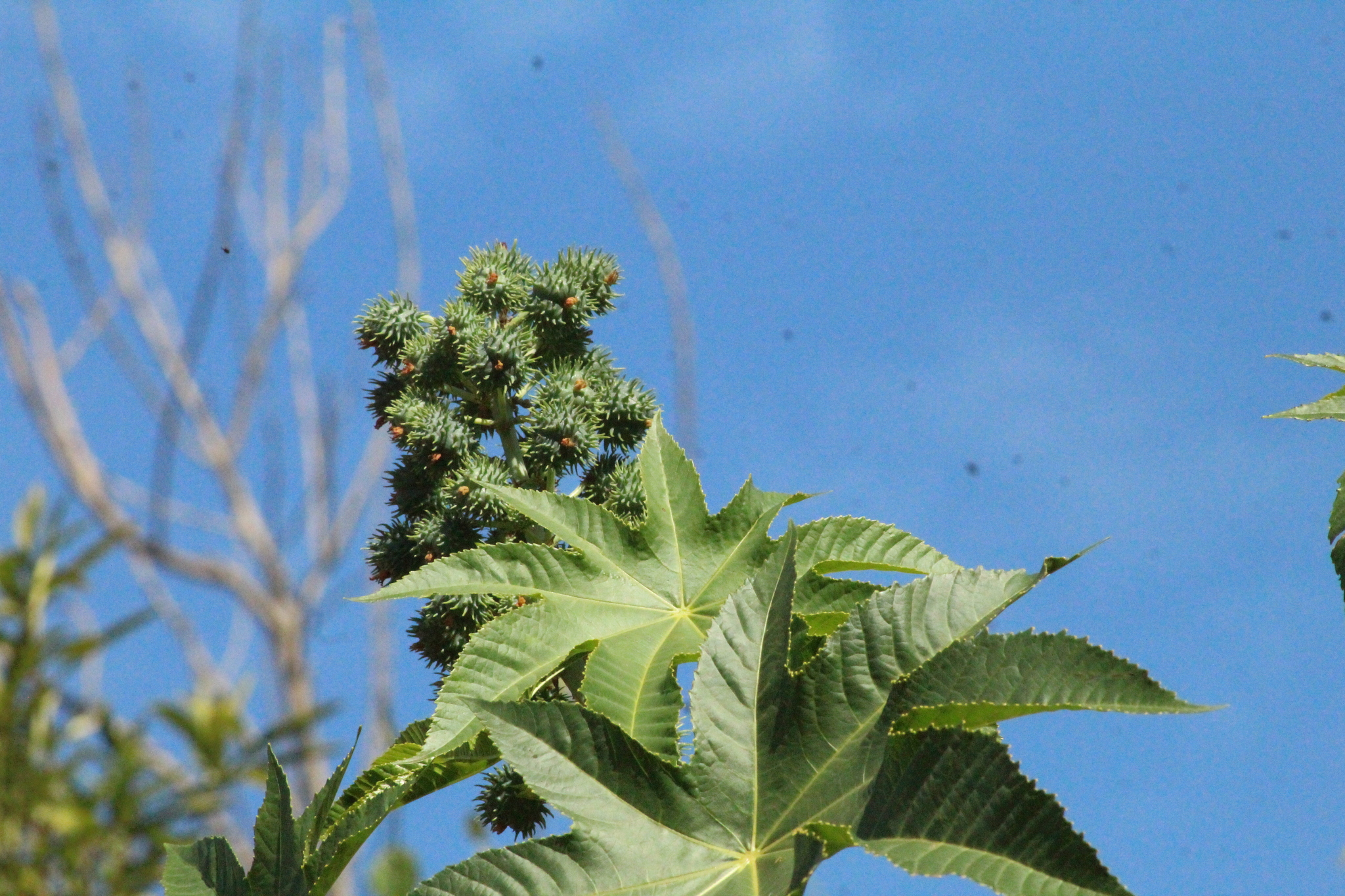 Ricinus communis
