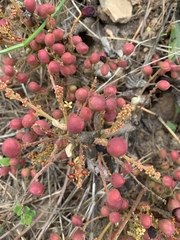 Lannea edulis edulis