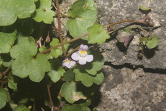 Cymbalaria muralis