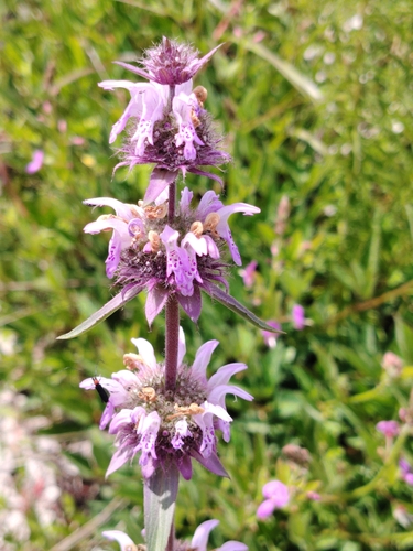 lemon beebalm