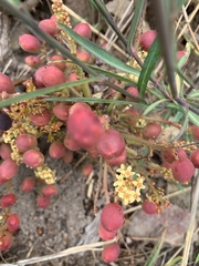 Lannea edulis edulis